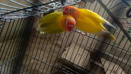 love birds breeder pair