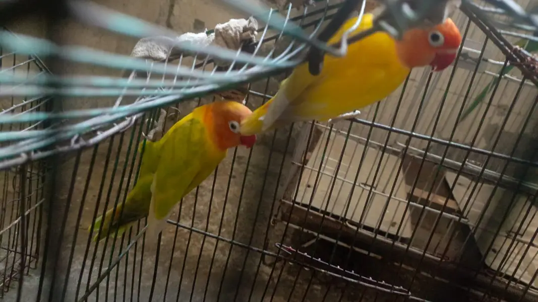 love birds breeder pair — photo 2