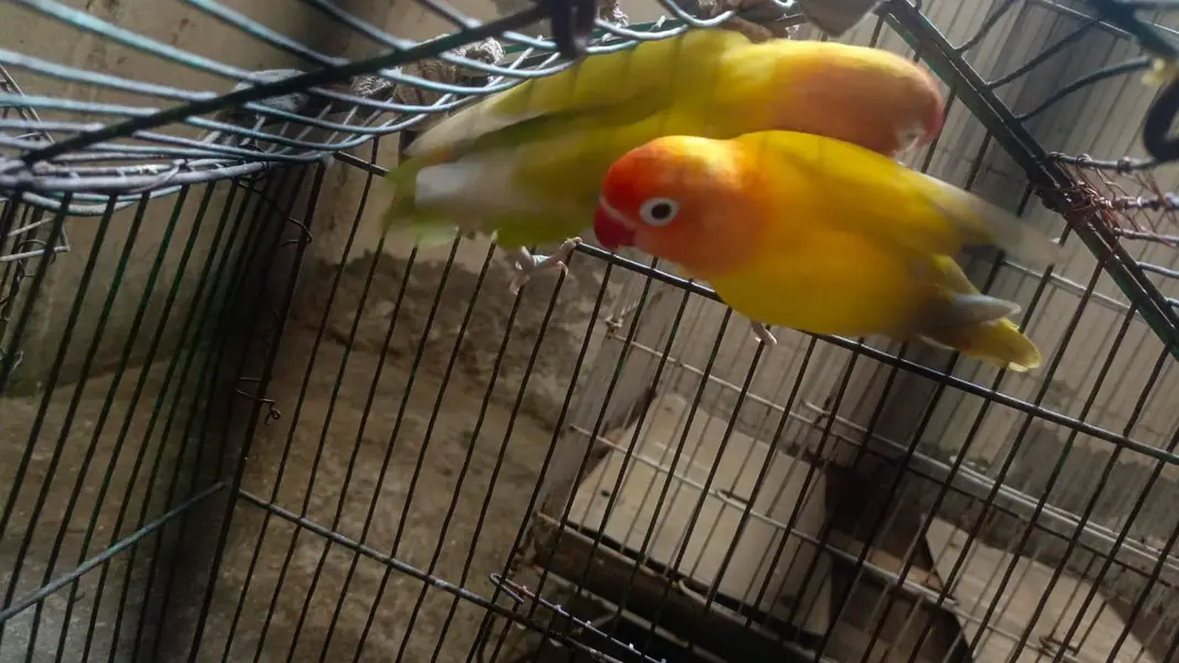love birds breeder pair — photo 3