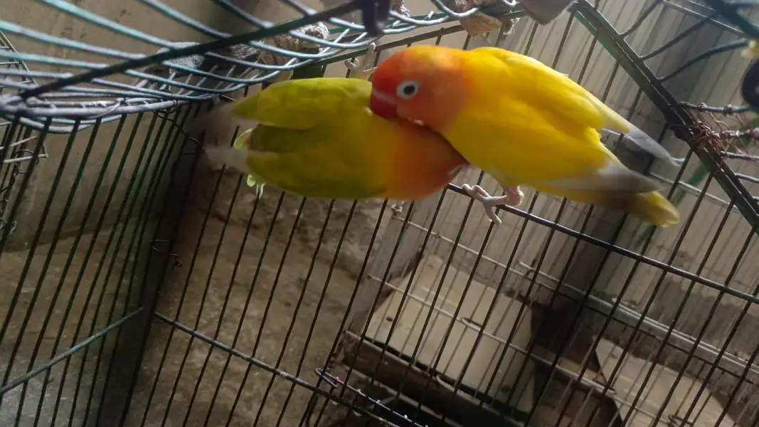 love birds breeder pair — photo 4