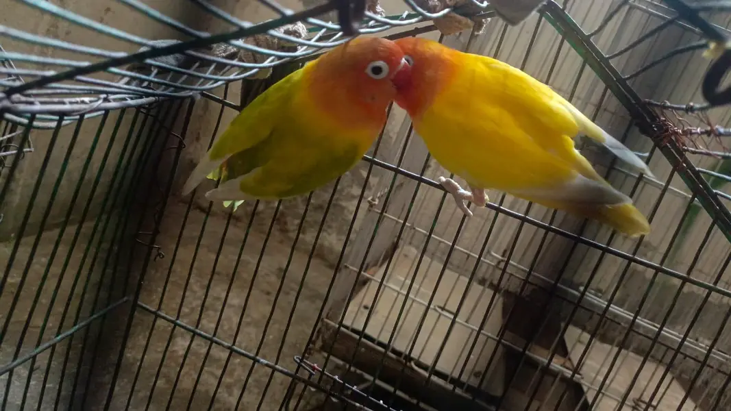 love birds breeder pair — photo 5
