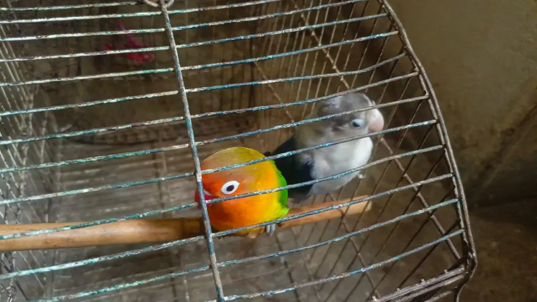 love birds breeder pair — photo 6