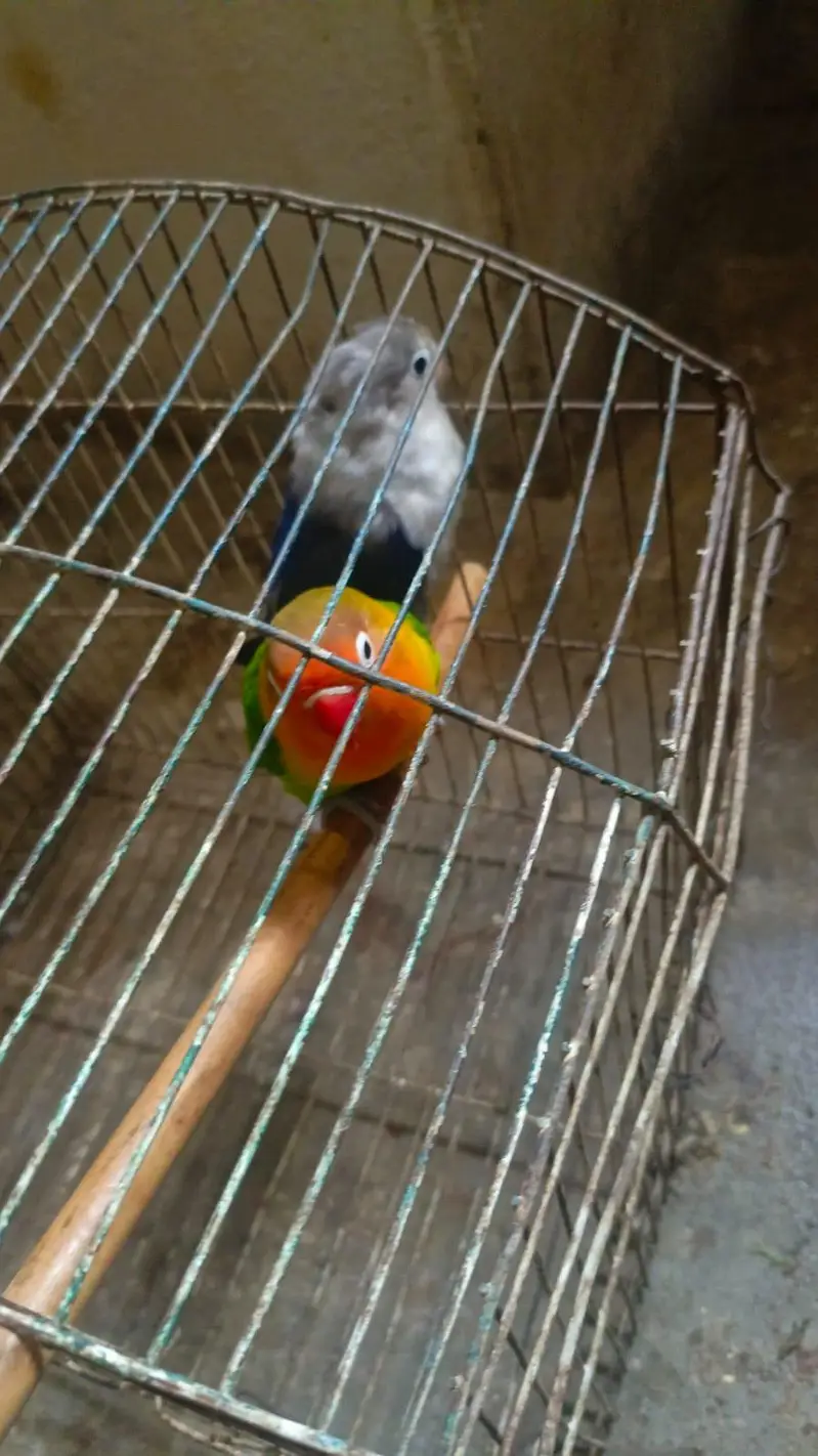 love birds breeder pair — photo 7