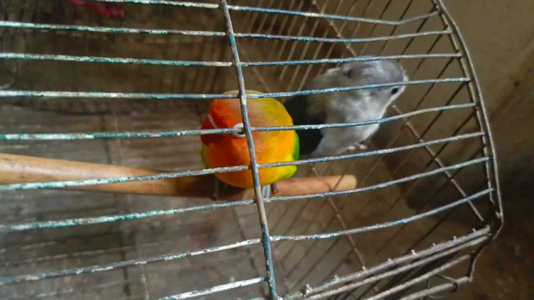 love birds breeder pair — photo 8