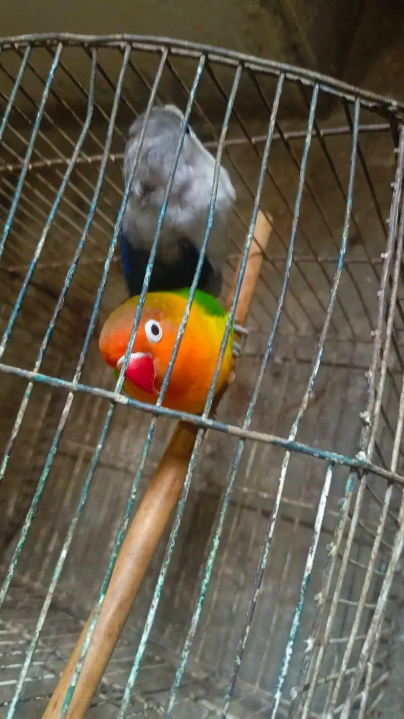 love birds breeder pair — photo 9