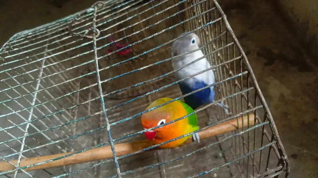 love birds breeder pair — photo 10