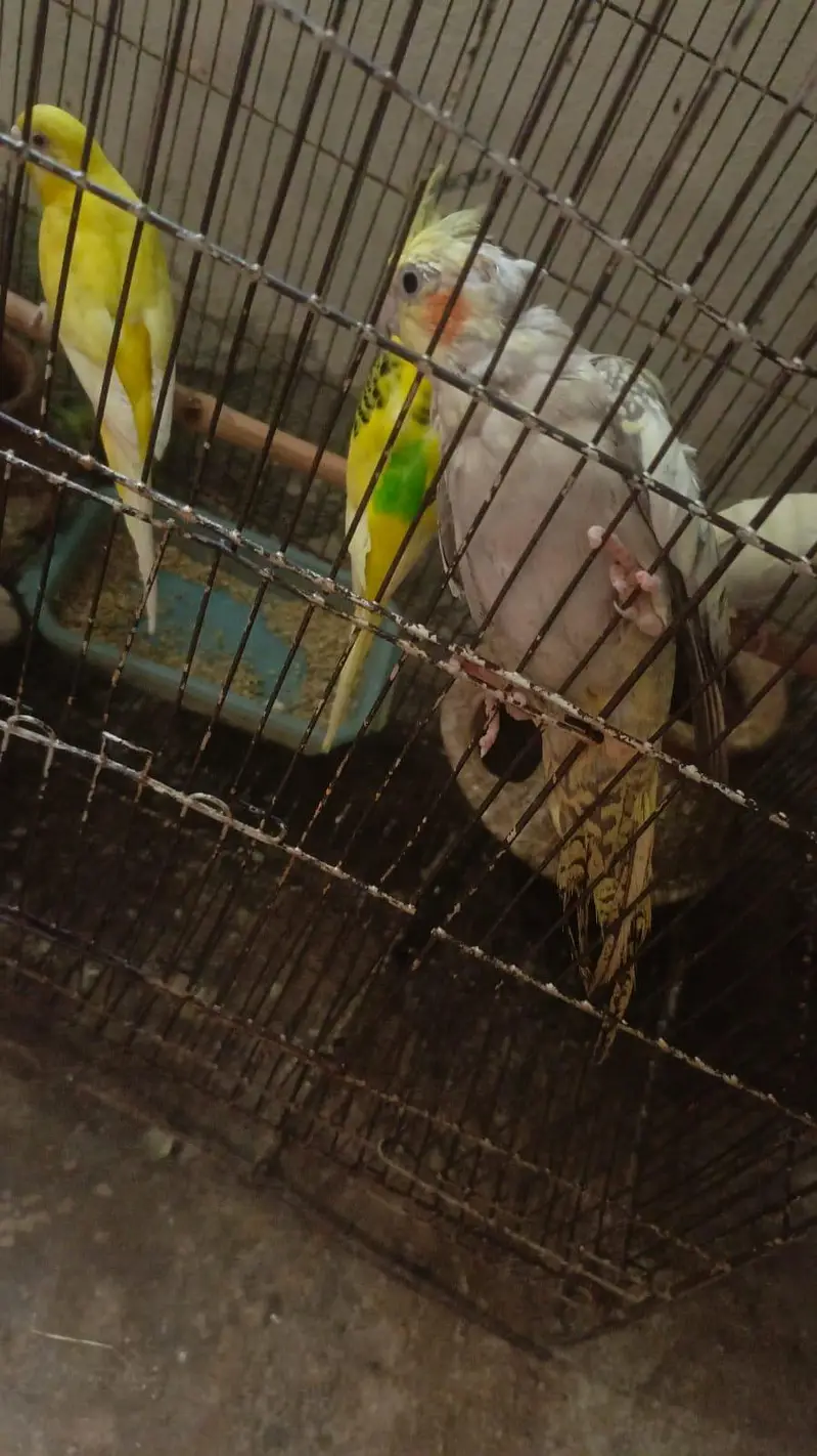 love birds breeder pair — photo 11
