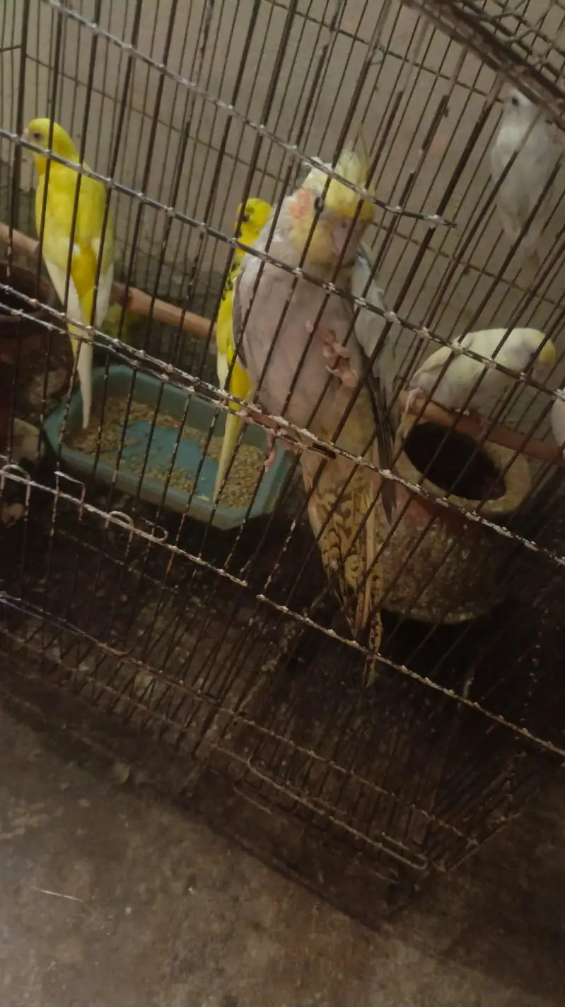 love birds breeder pair — photo 12