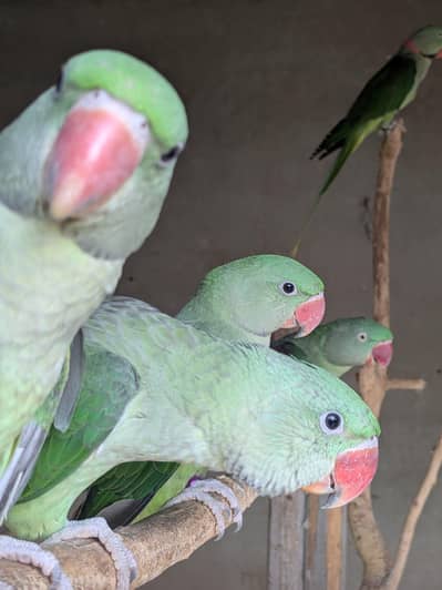 Kashmiri Raw healthy chicks pair