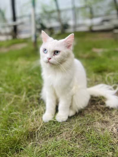 Female Persian Cat