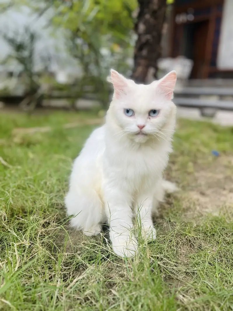 Female Persian Cat — photo 2