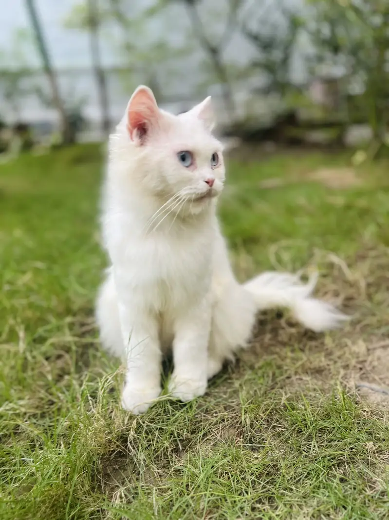 Female Persian Cat — photo 3