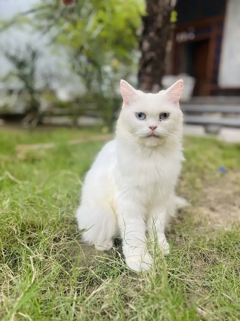 Female Persian Cat — photo 4