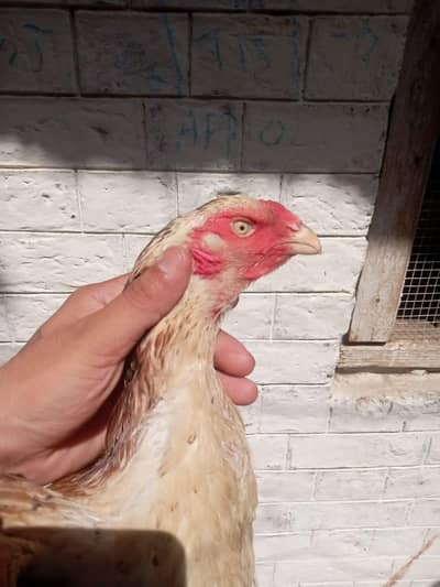 Shamu female long hight