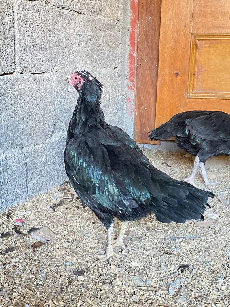 aseel mushka lakha desi  nar madi — photo 12