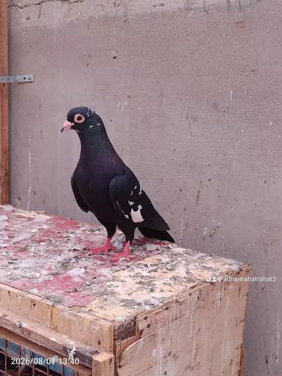 kala mena dagh