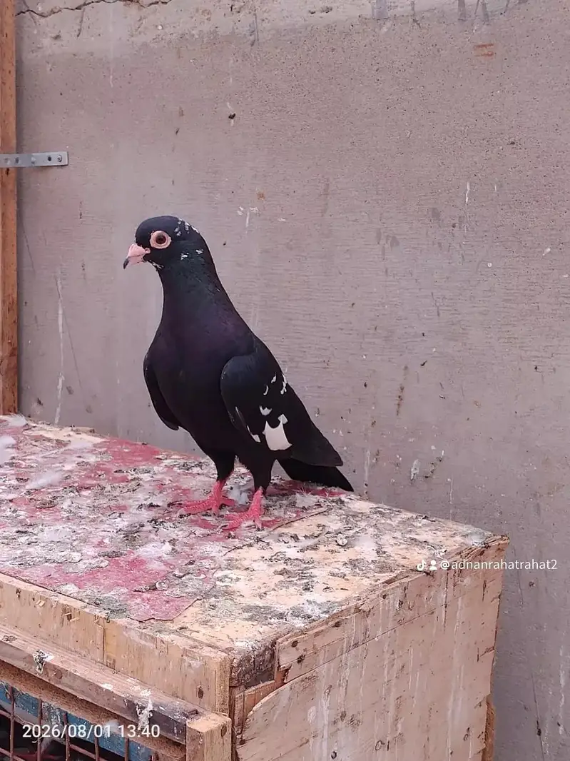 kala mena dagh