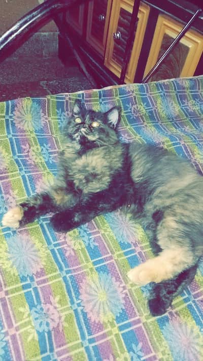 Persain triple coat