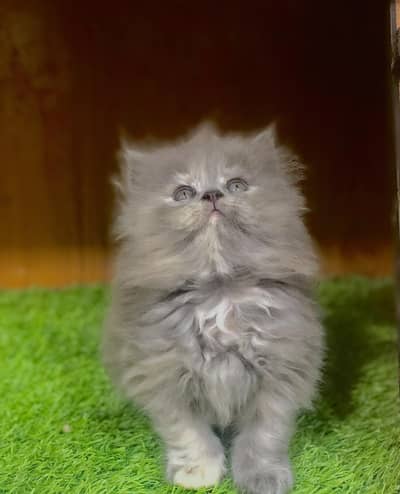 cash on deliveryPersian Punch face triple coat cat Kitten