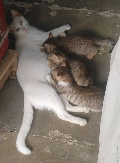 Cats Caring