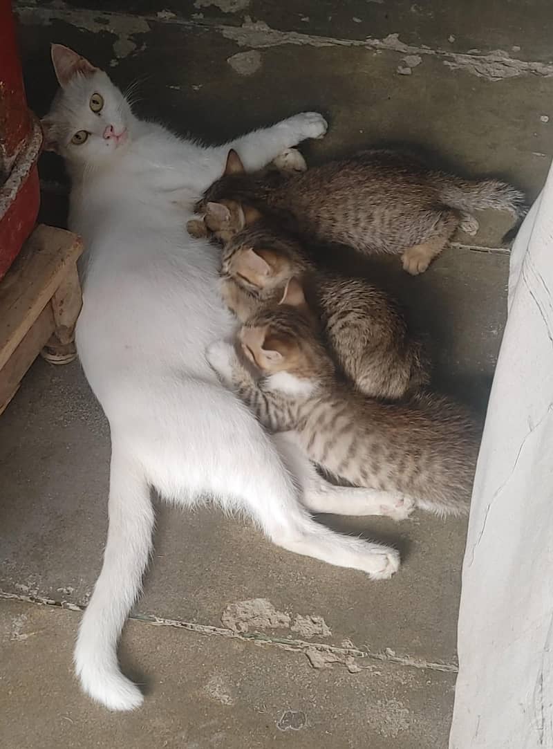 Cats Caring 0