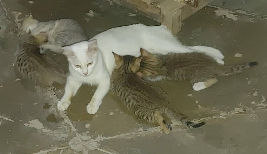 Cats Caring 1