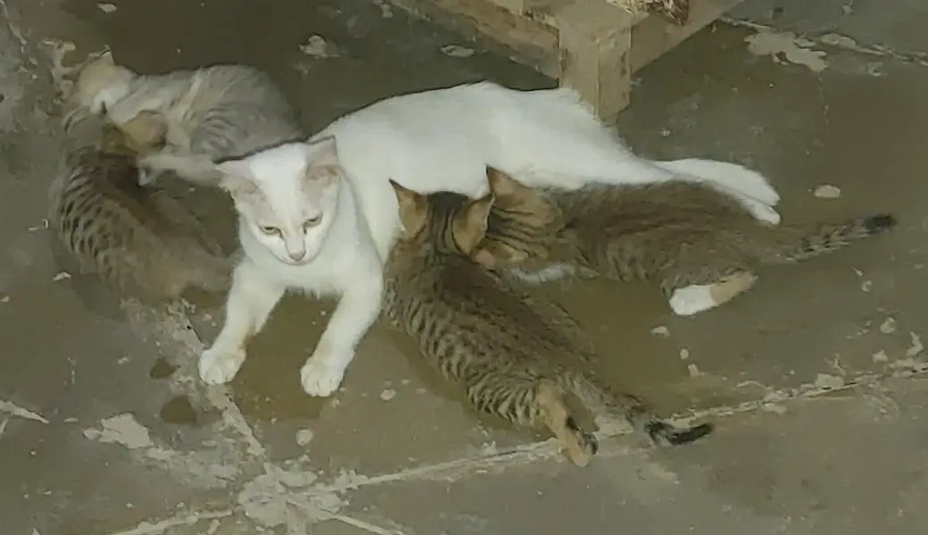 Cats Caring — photo 2