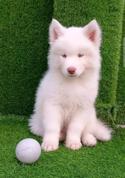 Siberian husky puppy
