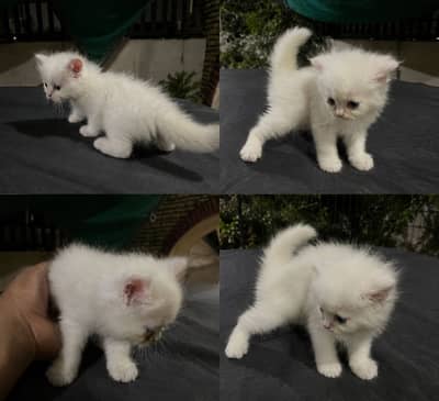 White pure persian 3 Kittens for sale