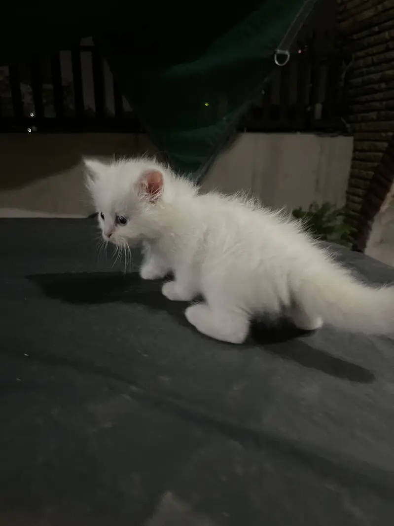 White pure persian 3 Kittens for sale — photo 2
