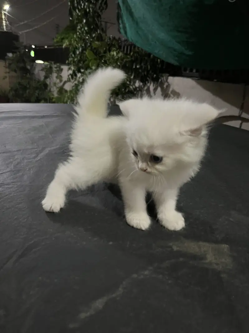 White pure persian 3 Kittens for sale — photo 3