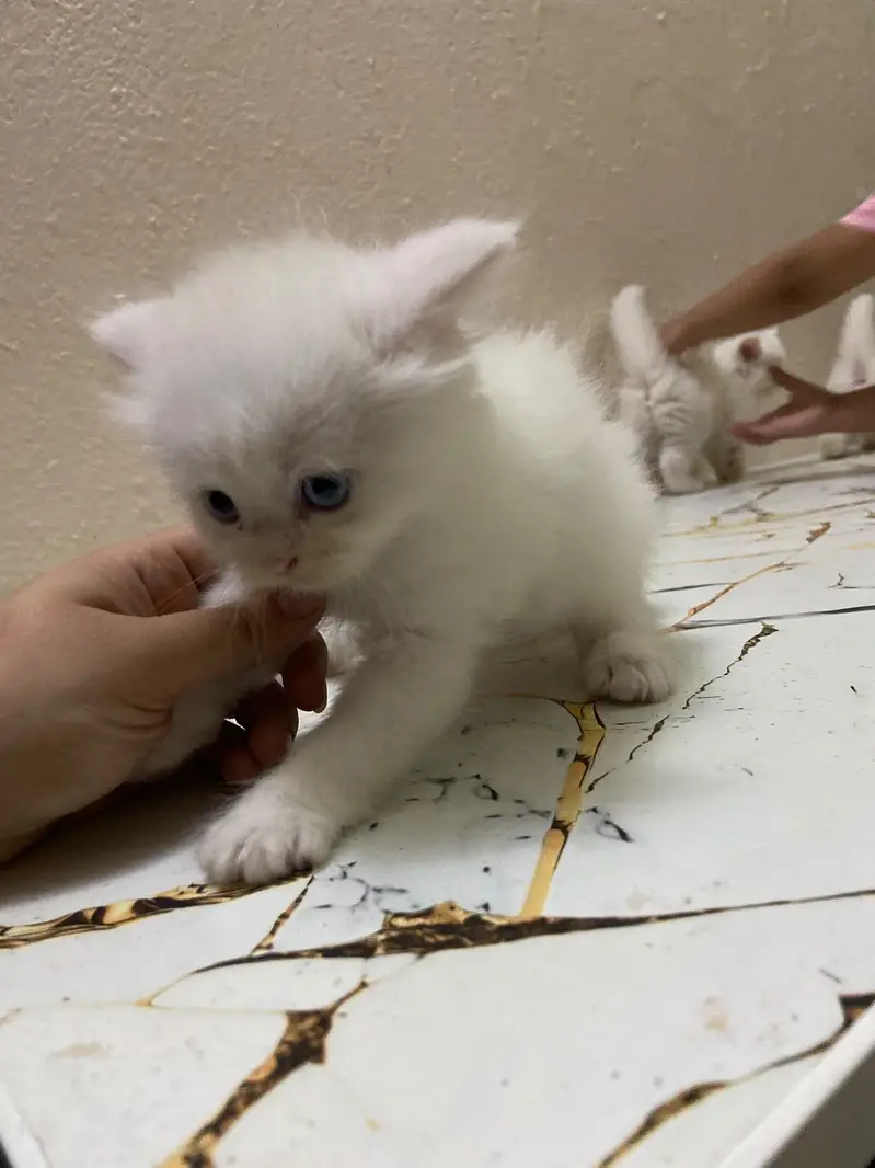 White pure persian 3 Kittens for sale — photo 4