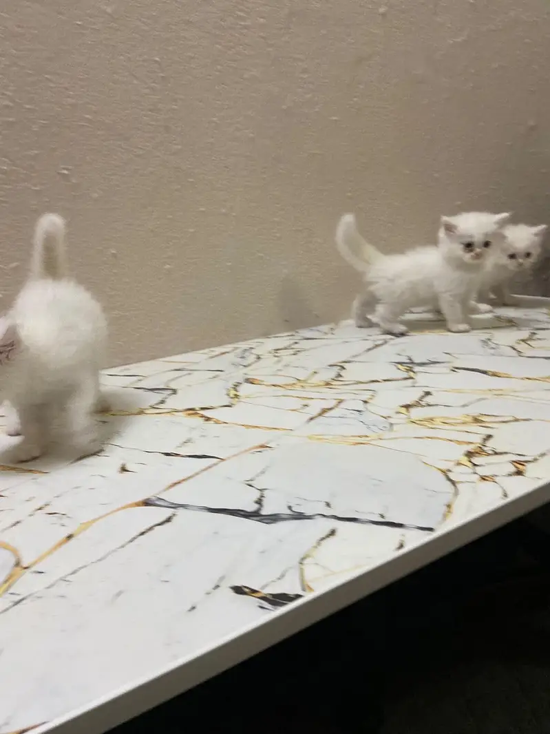 White pure persian 3 Kittens for sale — photo 5