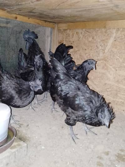 Ayam cemani gray tongue pair and chiks are available