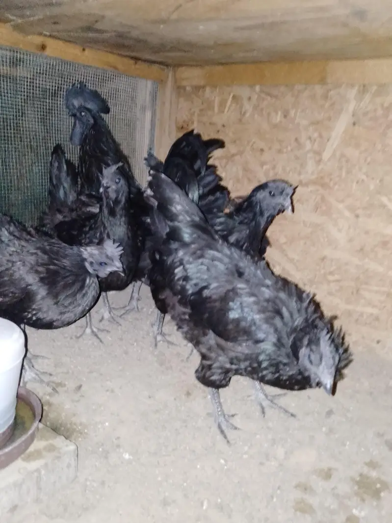 Ayam cemani gray tongue pair and chiks are available — photo 2