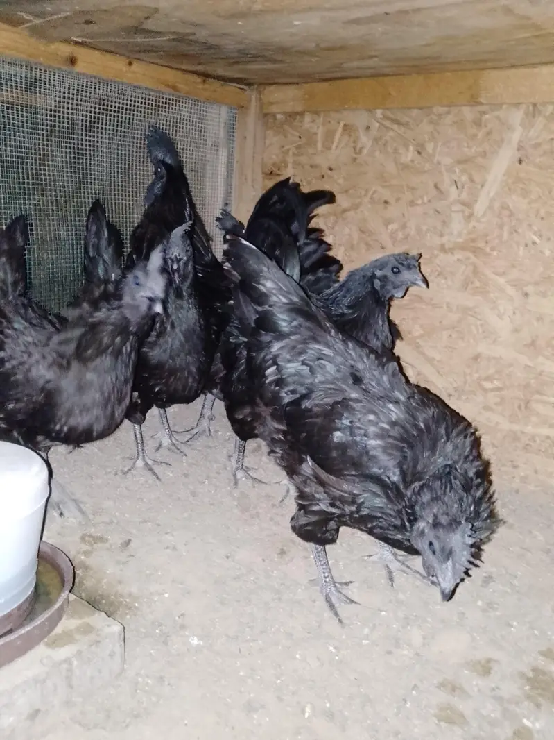 Ayam cemani gray tongue pair and chiks are available — photo 3