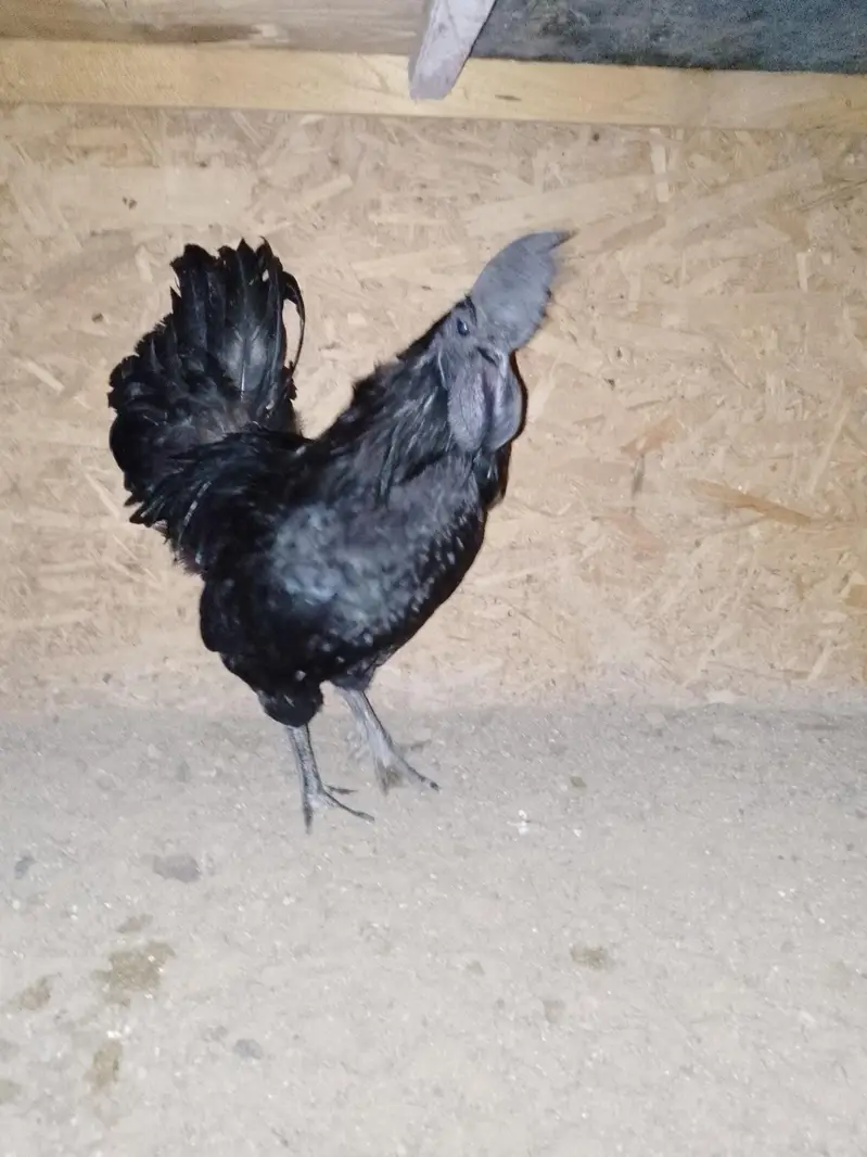 Ayam cemani gray tongue pair and chiks are available — photo 4