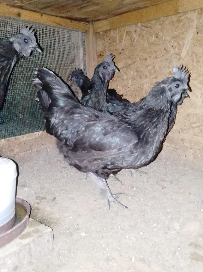 Ayam cemani gray tongue pair and chiks are available — photo 5