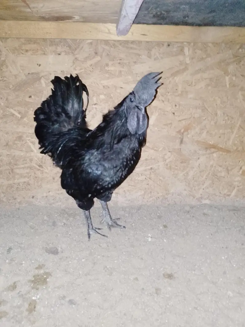 Ayam cemani gray tongue pair and chiks are available — photo 6