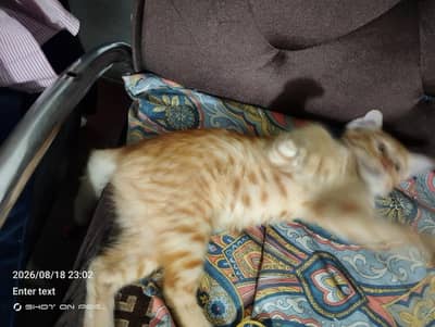 free free cat
