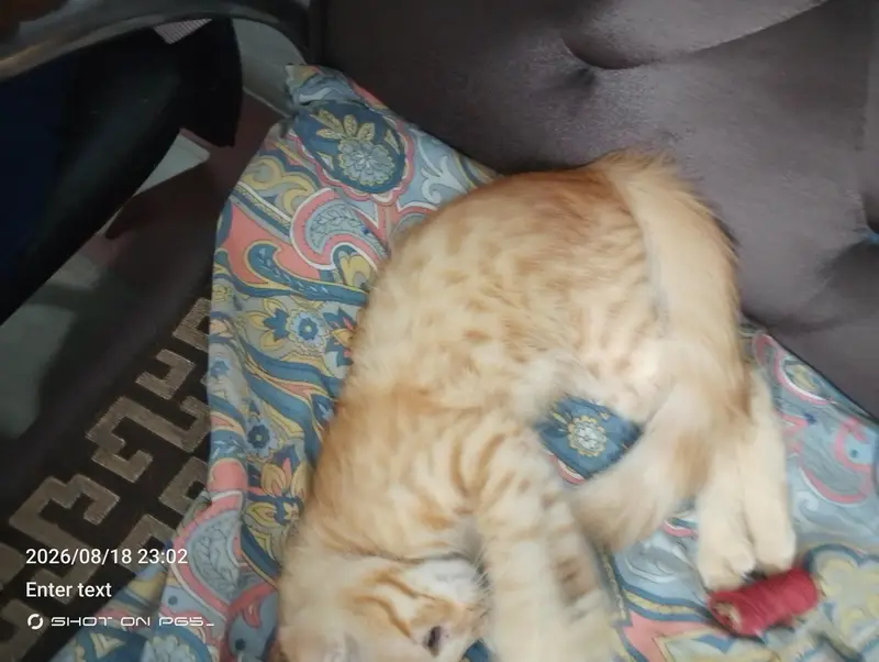 free free cat — photo 2