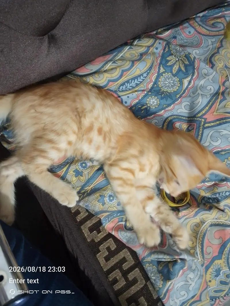 free free cat — photo 3
