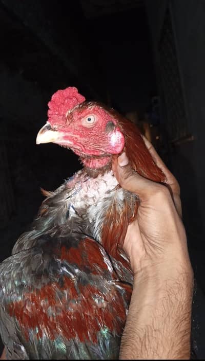 Aseel murga