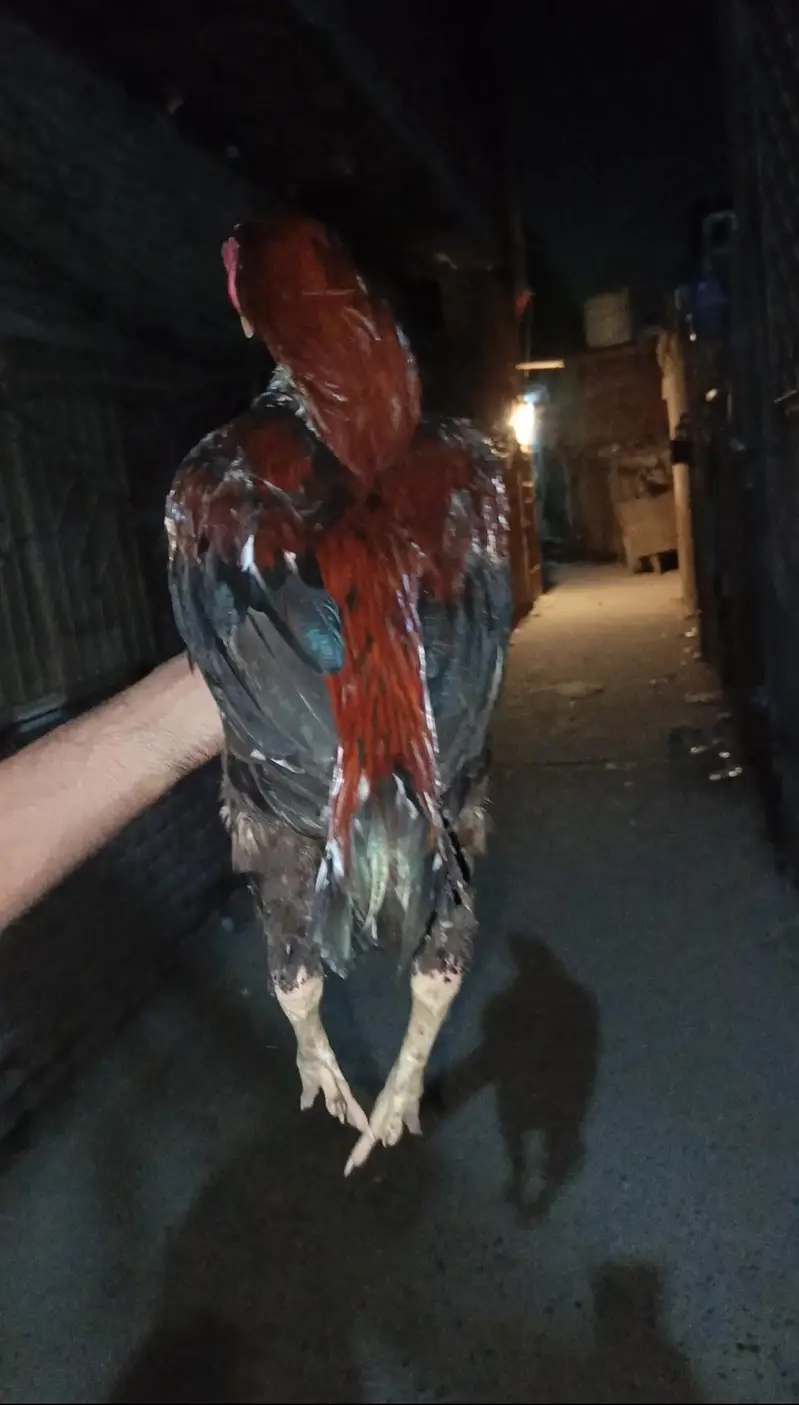 Aseel murga — photo 4