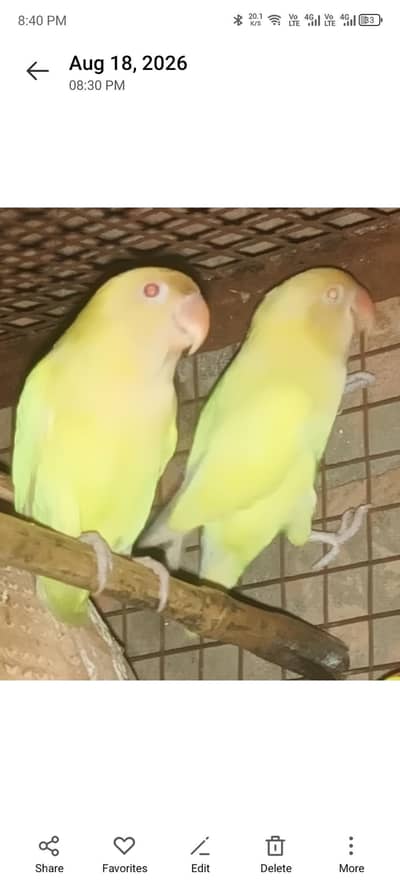 bird for sale