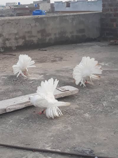 American Fantail Pigeons For Sale