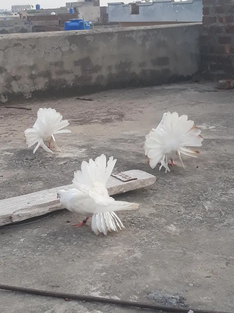 American Fantail Pigeons For Sale
