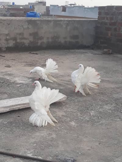 American Fantail Pigeons For Sale