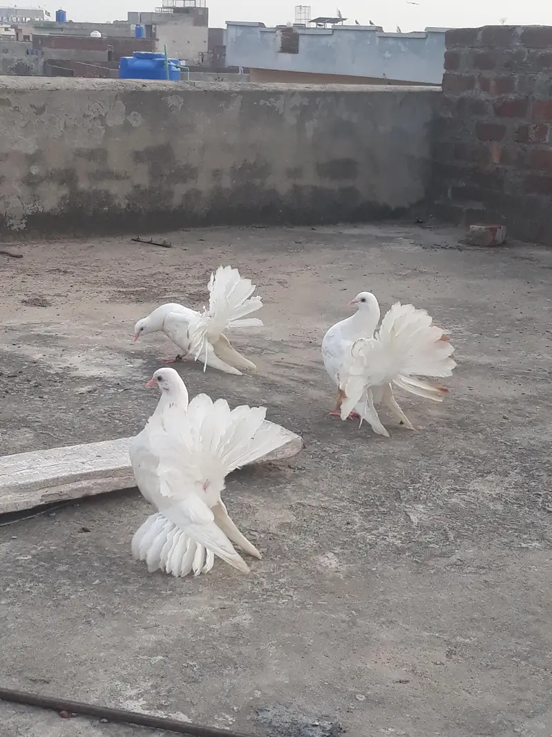 American Fantail Pigeons For Sale — photo 2