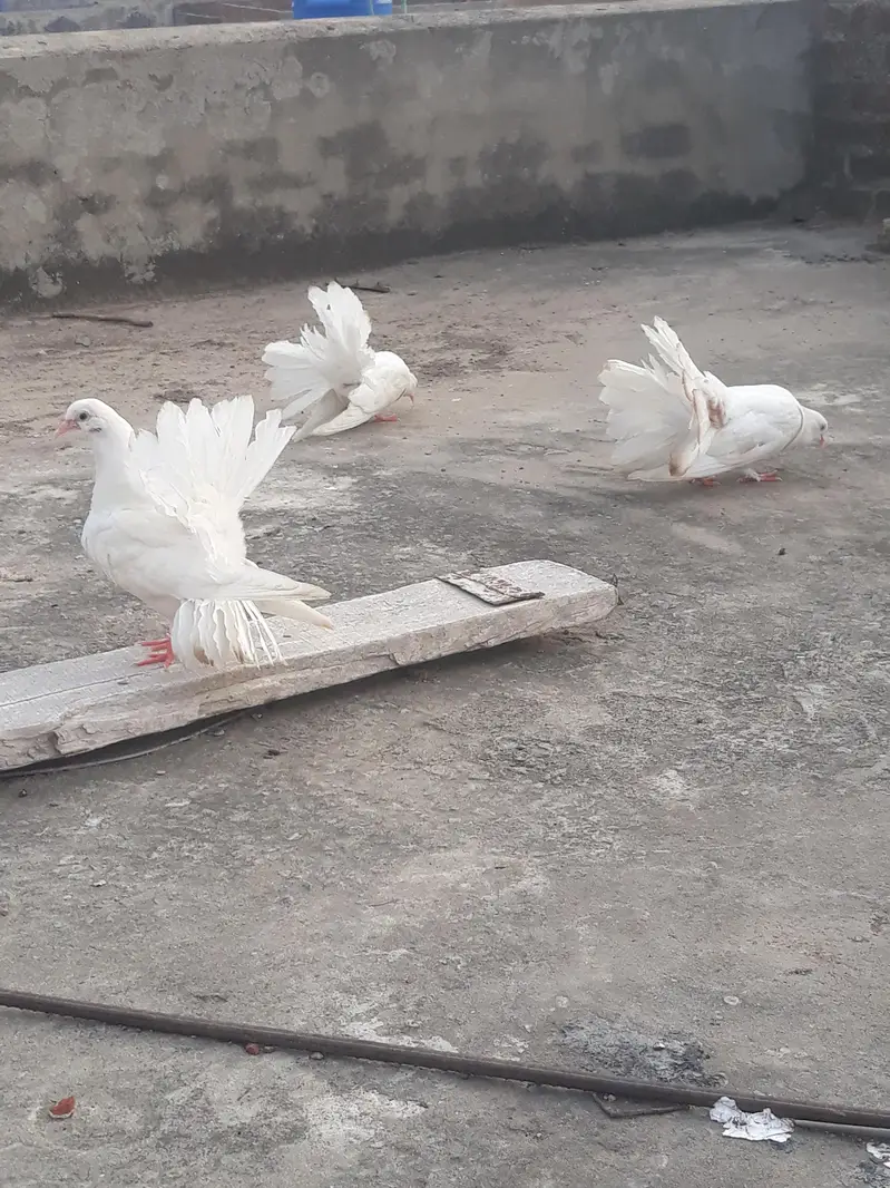 American Fantail Pigeons For Sale — photo 11